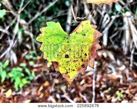 Yellow And Brown Leaves Of A Grape Vine Which Are Shaped Like A Heart