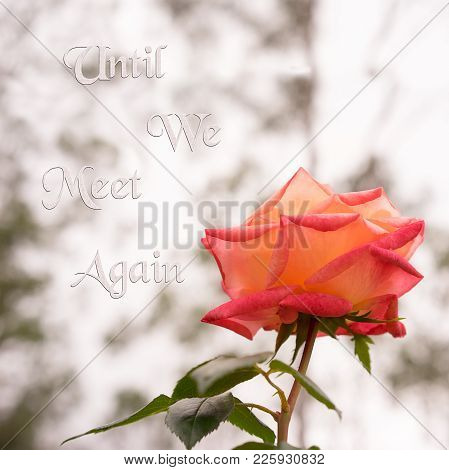 Rose Flower Square Background With Neutral Copy Space And Text Until We Meet Again Suitable For Symp