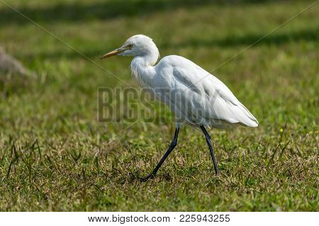 Cattle Egret Or Bubulcus Ibis Walking In A Field Searching For Food