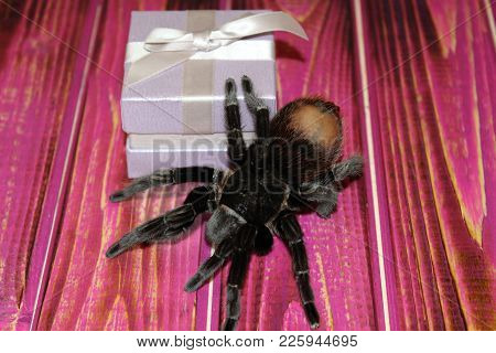 Spider Brachypelma Albopilosum In Natural Forest Environment.