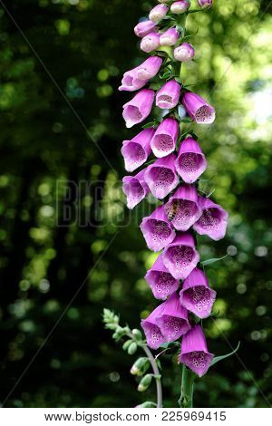 Common Foxglove, Digitalis Purpurea, Blooming In The Forest