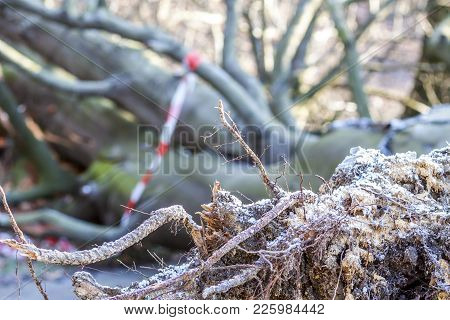 Broken Birch Trees In The Park After Storm
