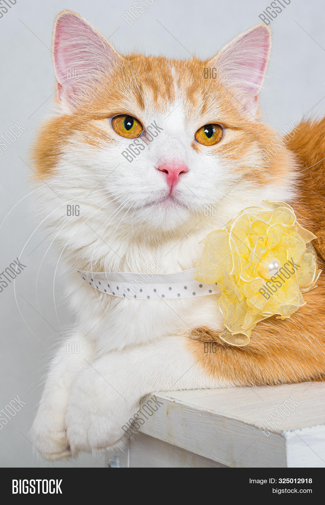 Portrait Ginger White Image Photo Free Trial Bigstock