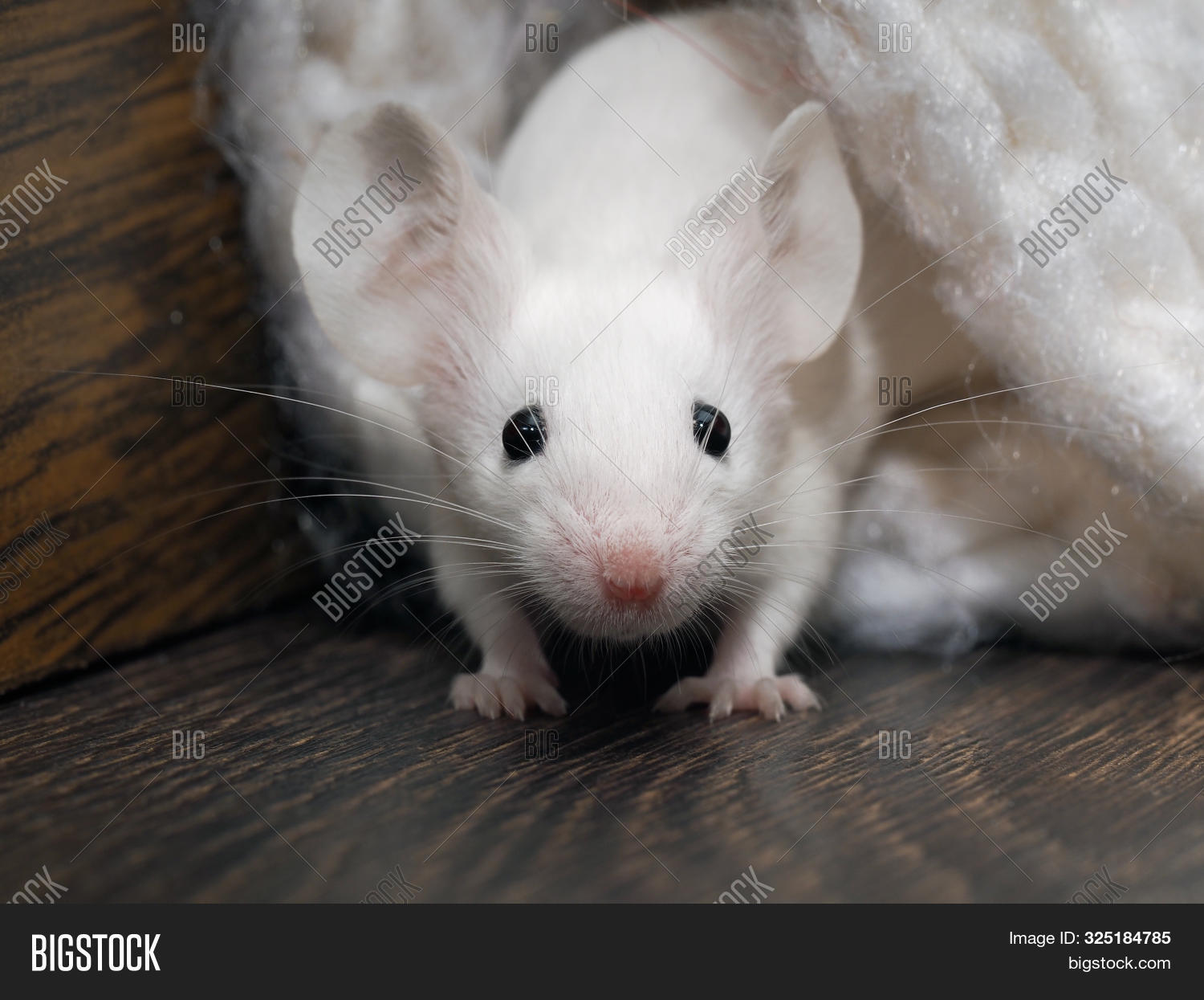 Imagen y foto White Rat Crawls (prueba gratis) Bigstock