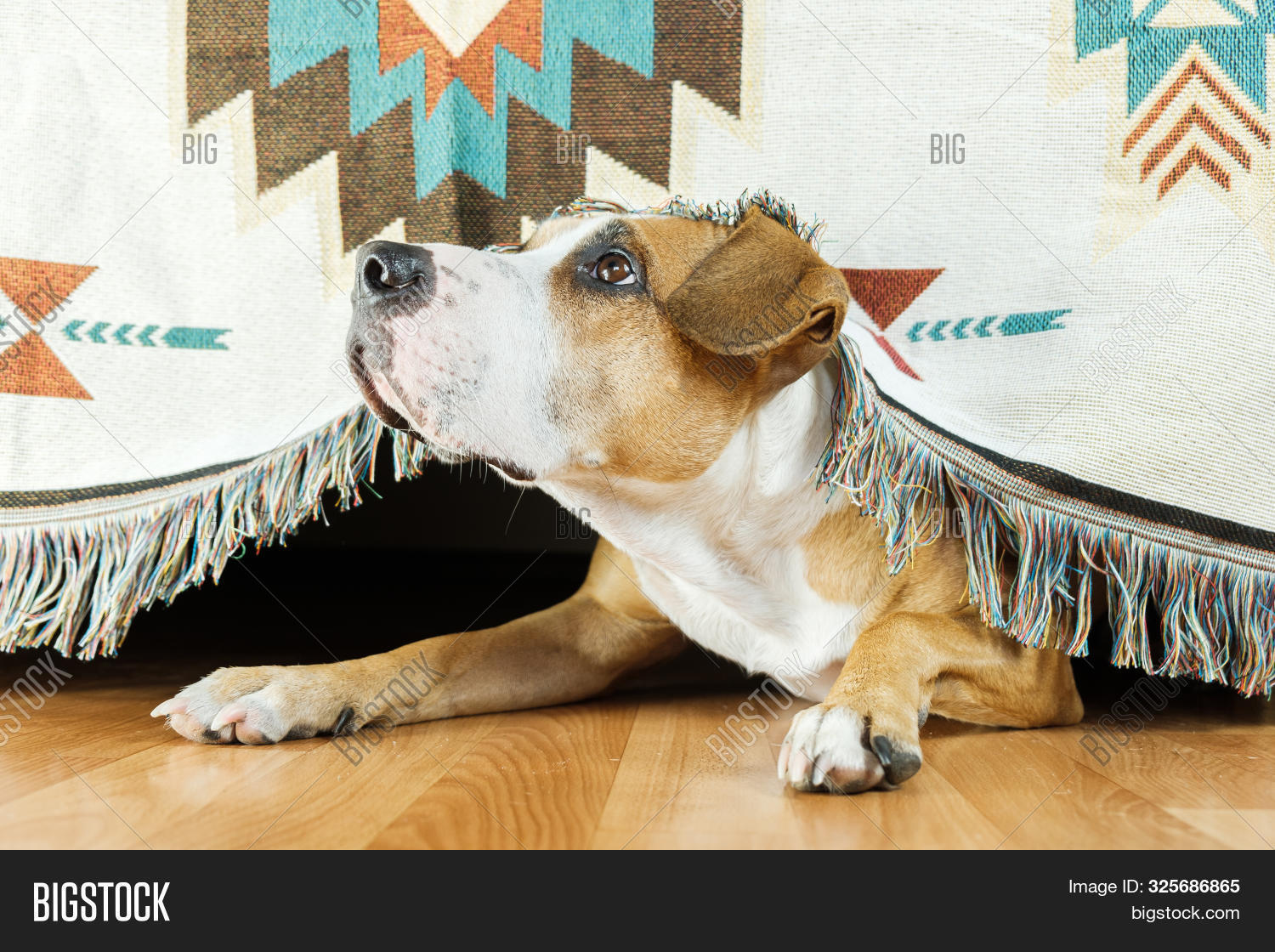 Dog Hides Under Sofa Image & Photo (Free Trial) Bigstock