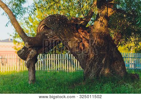 Centenarian Tree With Large Trunk And Big Roots Above The Ground.