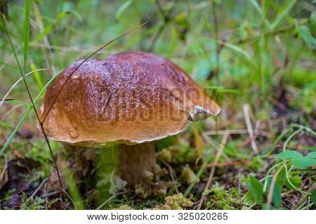 White Mushroom (bolétus Edúlis) Close-up In The Forest On A Sunny Day. Soft Focus, Shallow Depth Of 