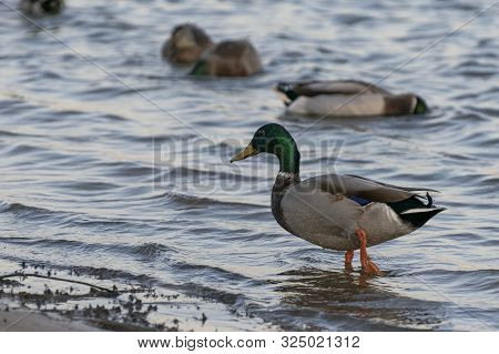 A Beautiful Male Mallard Duck Wading Through The Water On The Shoreline Of A Lake While Other Member