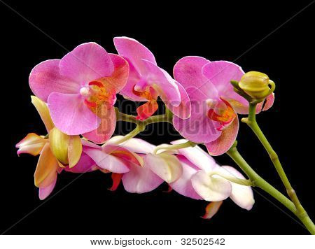 Phalenopsis