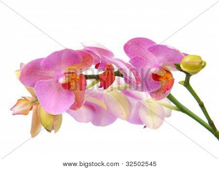 Phalenopsis