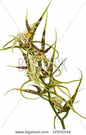 Brassia maculata