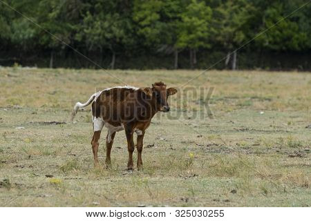 A Brown And White Calf Standing By Itself In A Ranch Pasture With Its Tail Sticking Straight Out Beh