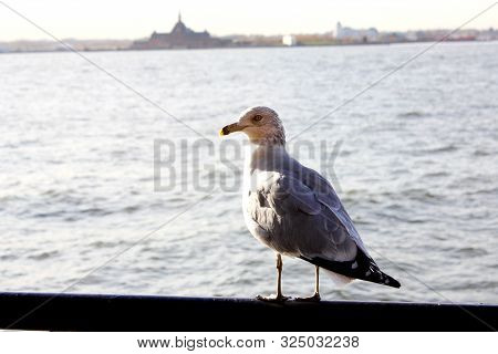 Seagull Looking At The River In Battery Park In New York City