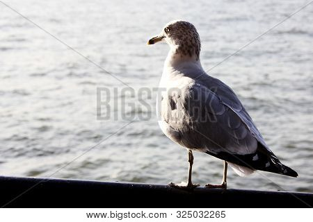 Seagull Looking At The River In Battery Park In New York City