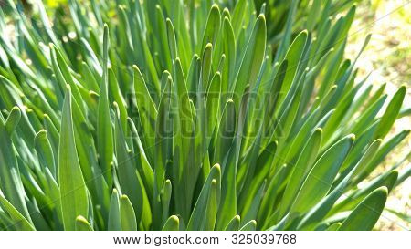 Juicy Greens. The Light Of The Sun Shines Through The Green Leaves. You Can Even See The Veins In Th