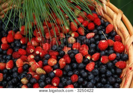 ผสมสตรอเบอร์รี่ป่าและ Bilberry