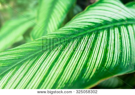 Closeup Green Leaf Nature For Background . Greenery Tree Leaves.