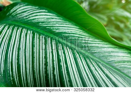 Closeup Green Leaf Nature For Background . Greenery Tree Leaves.