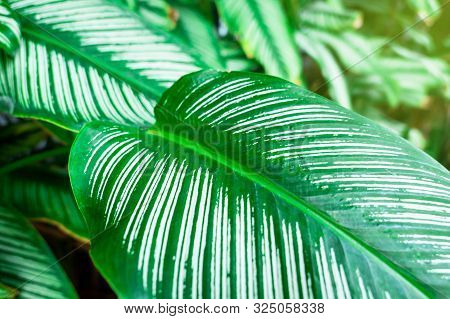 Closeup Green Leaf Nature For Background . Greenery Tree Leaves.