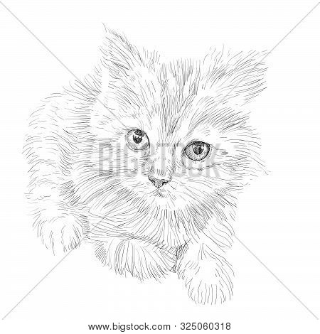 Drawing Of Adorable Cat Lying On White Background. Furry Cute Kitten With Big Eyes.