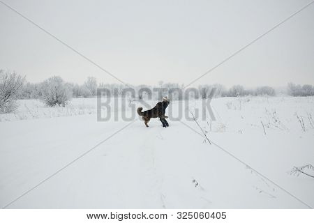 Cheerful Young Woman Embracing With Caucasian Shepherd Dog On Snow-covered Field In Frosty Winter Da