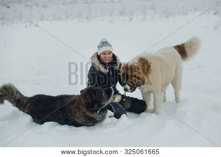 Cheerful Young Woman Having Fun With Caucasian Shepherd Dogs On Snow-covered Field In Frosty Winter 