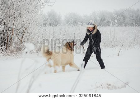 Cheerful Young Woman Having Fun With Caucasian Shepherd Dogs On Snow-covered Field In Frosty Winter 