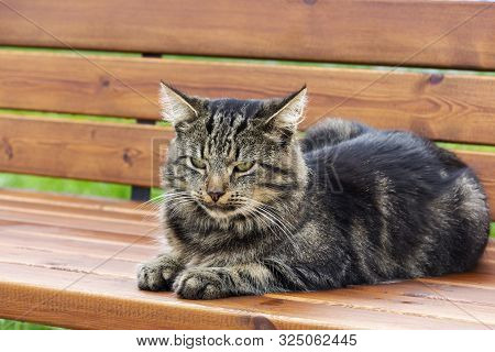 Grey Thoroughbred Cat Is Not Sitting On The Bench. Portrait Of A Cat Closeup