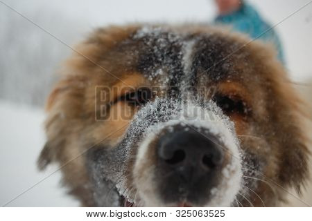 Playful Young Caucasian Shepherd Dog Having Fun On Snow-covered Field In Frosty Winter Day