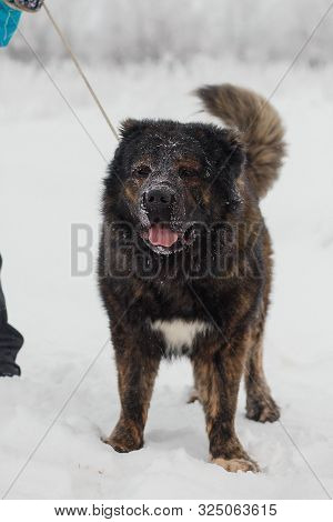 Playful Young Caucasian Shepherd Dog Having Fun On Snow-covered Field In Frosty Winter Day