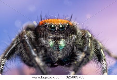 Closeup of a beautiful red and black, male Phidippus apacheanus jumping spider on purple background