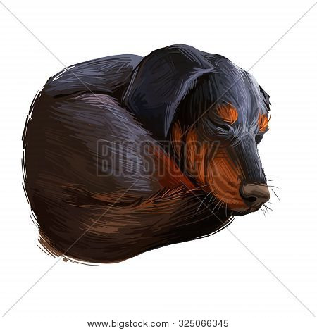 Smalandsstovare Smaland Dog Swedish Breed Of Dog Digital Art. Watercolor Portrait Of Pet Muzzle Clos