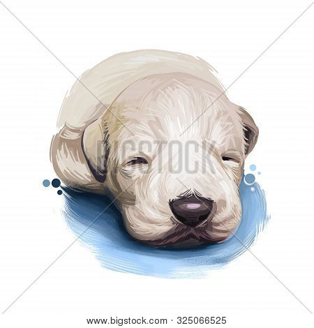 South Russian Ovcharka Breed With Opened Mouth Digital Art. Watercolor Portrait Of Pet Originated Fr