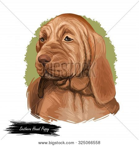Southern Hound With Haired Coat, Purebred Animal Digital Art. Animalistic Watercolor Portrait Closeu