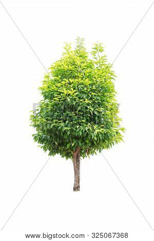 Closeup  Bullet Wood (mimusops Elengi Linn) Tree Isolated On White Background