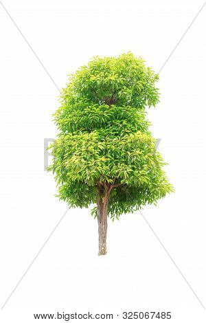 Closeup  Bullet Wood (mimusops Elengi Linn) Tree Isolated On White Background