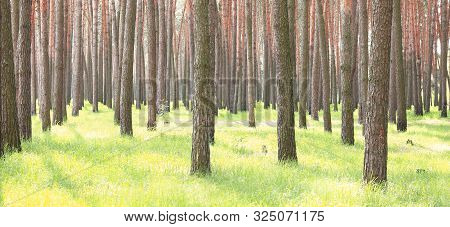 Pine Forest With Beautiful High Pine Trees Against Other Pines With Brown Textured Pine Bark In Summ