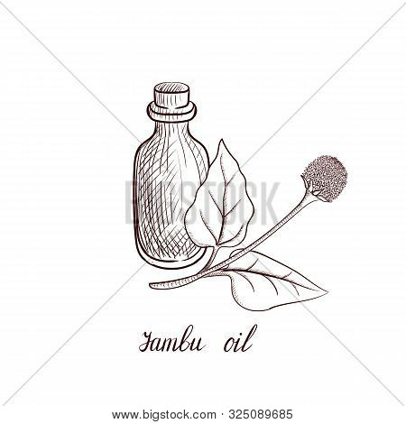 Vector Drawing Jambu Oil, Bottle Of Vegetable Oil And Acmella Oleracea Plant, Hand Drawn Illustratio
