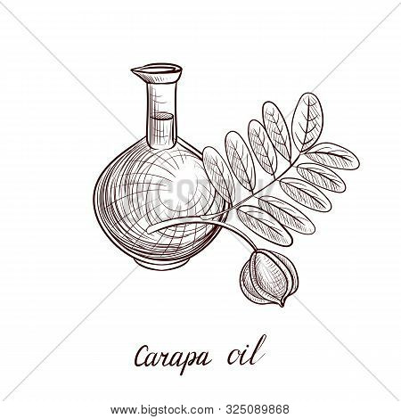 Vector Drawing Carapa Oil, Bottle Of Vegetable Oil And Carapa Branch, Hand Drawn Illustration