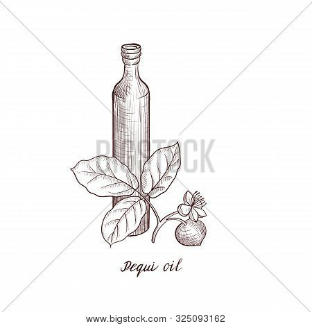 Vector Drawing Pequi Oil, Bottle Of Vegetable Oil And Caryocar Brasiliense Tree Branch, Hand Drawn I