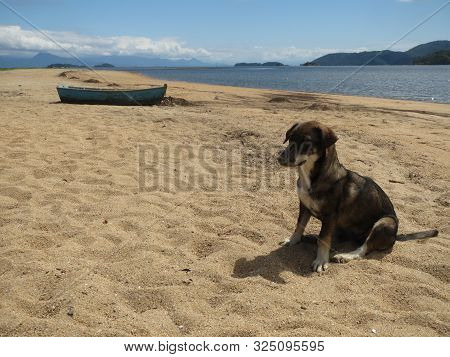 Stray Dog On The Empty Beach With A Boat