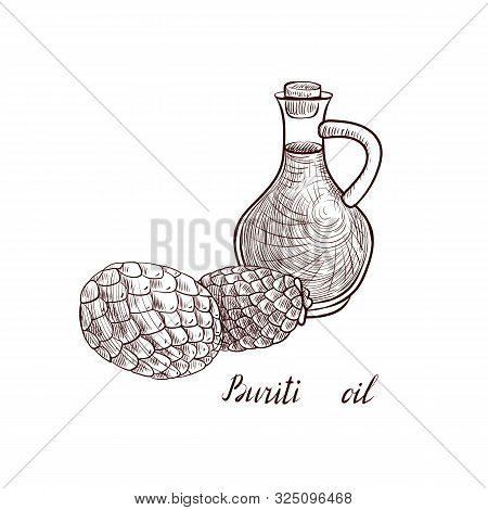Vector Drawing Buriti Oil, Bottle Of Vegetable Oil And Fruits Of Moriche Palm , Hand Drawn Illustrat