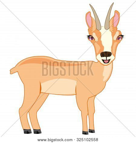Wildlife Chamois On White Background Is Insulated