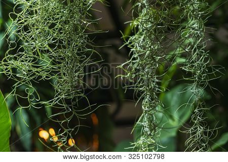 Hanging Exotic Spiral Plant On The Background Of Tropical Plants. Natural Green Background