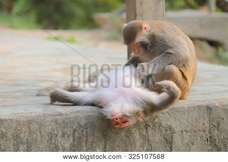 Monkey At Hong Kong, Kam Shan Country Park 2019