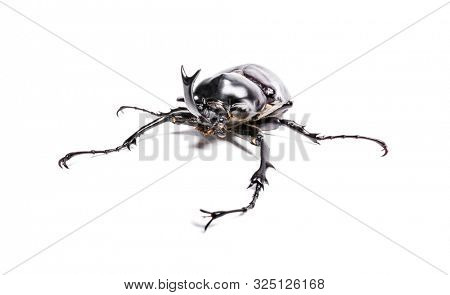Rainbow stag beetle, Phalacrognathus muelleri, in front of white background