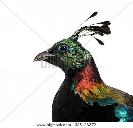 Himalayan monal, Lophophorus impejanus, also known as the Impeyan monal and Impeyan pheasant against white background