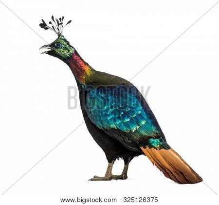 Himalayan monal, Lophophorus impejanus, also known as the Impeyan monal and Impeyan pheasant standing against white background