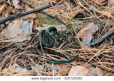 Snake, Already Rolled Up In A Circle On Pine Needles, In The Forest On An Autumn Day, Close-up