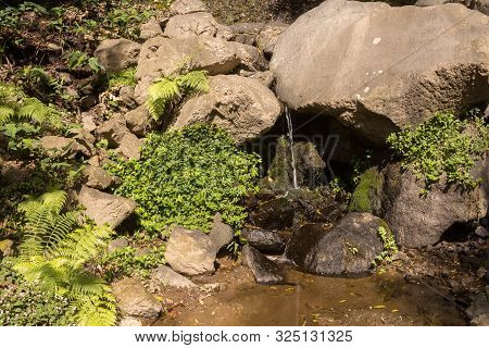 Spring Nature In The Forest, With Its Fresh Green Color And Many Rocks And Stones. Wild Growing Plan